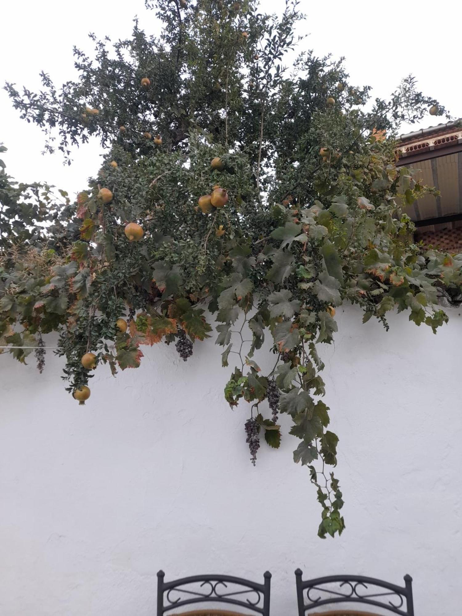 바에자 El Molino De Aceite 빌라 외부 사진